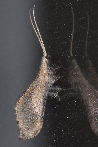 Beaded Lacewing Lomamyia Bugguidenet