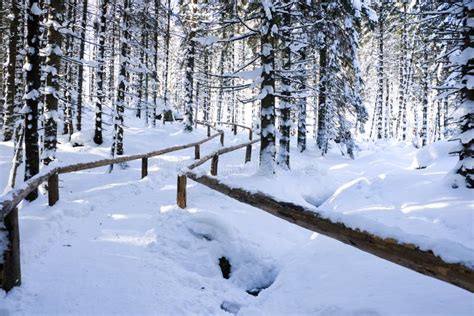 Winter forest scenery stock photo. Image of peak, polish - 23257552