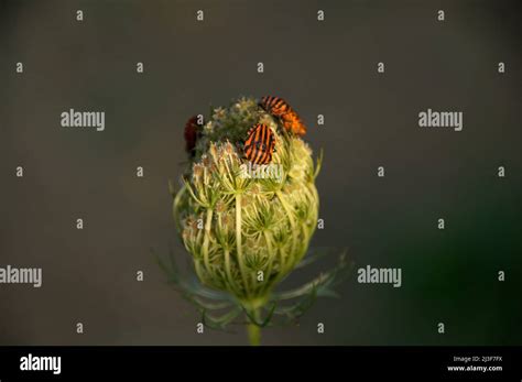 Macro photography of bug Stock Photo - Alamy