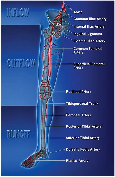 Lower Extremity Revascularization Via Endovascular And Surgical