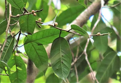 Ficus Delosyce Long Pasia Sabah The Figs Of Borneo