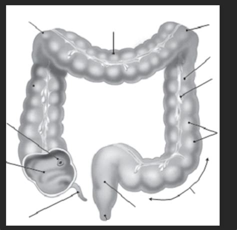 Lab Quiz Colon Diagram Quizlet