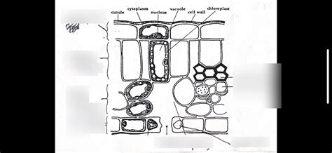 Unit 2-KA 2.5 (Transport Systems-Plants) Diagram | Quizlet