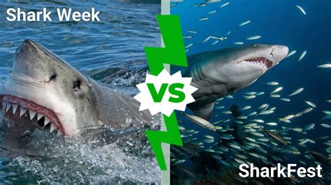 Shark Week Vs Sharkfest Which Has The Best Shark Content A Z Animals