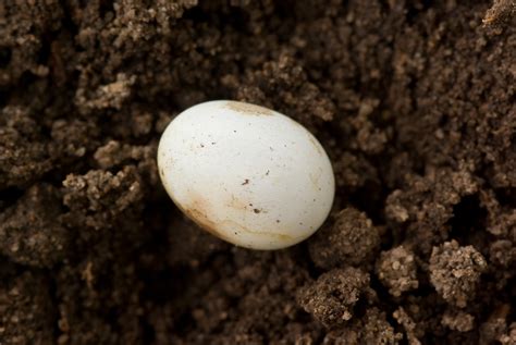 Lizard Eggs