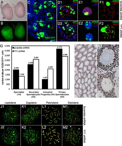 In Vivo RNAi In Mouse Testis A And B Plasmids Expressing YY1 ShRNA