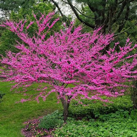 Buy Texas Redbud Trees Online l The Tree Center