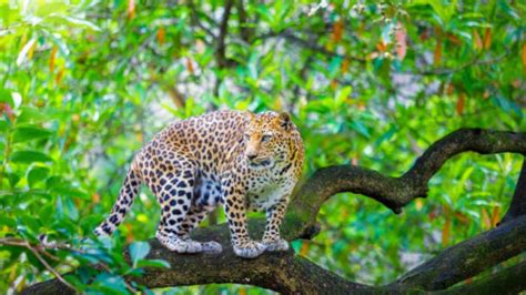 Bengaluru: Bannerghatta Biological Park Introduces Leopard Safari