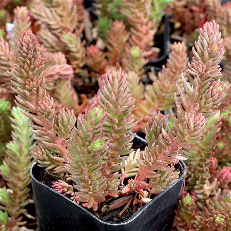 Sedum (Stonecrop) for Sale Online | Mountain Crest Gardens®