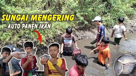 Rezeki Melimpah Panen Ikan Di Sungai Kering YouTube