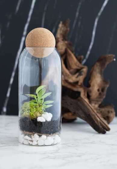 Self Sustaining Terrarium Workshop | Online class & kit | Gifts | ClassBento