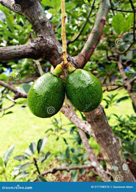 Miki Avocado Es La Principal Variedad De Aguacates En Indonesia Foto De Archivo Imagen De