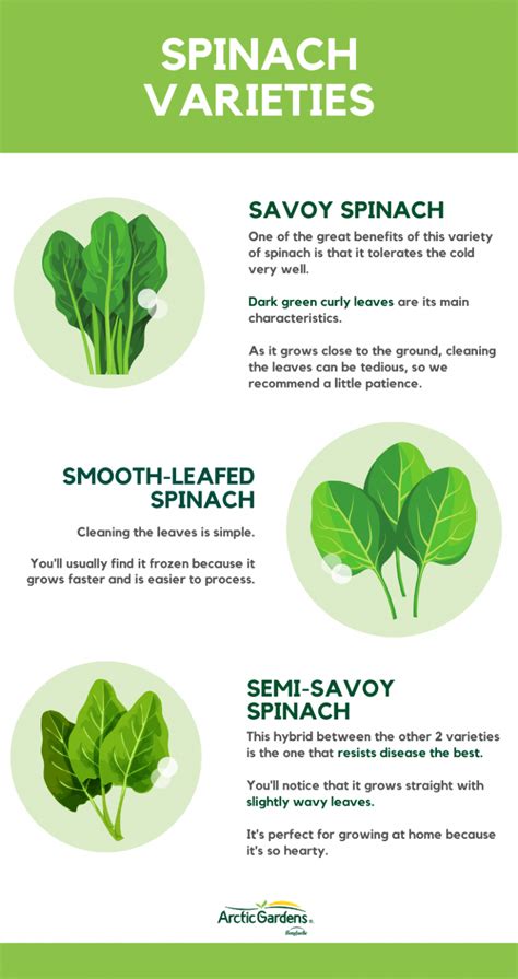 Spinach Discover Its Health Benefits Arctic Gardens