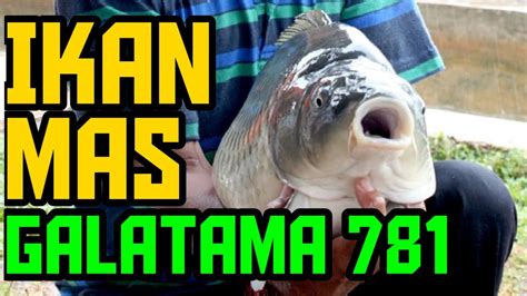 Cara Membuat Umpan Ikan Mas Harian YouTube