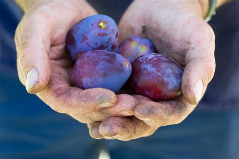 How To Grow Plums Bbc Gardeners World Magazine