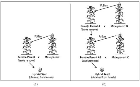 Illustration Of Procedures Involved In Hybrid Maize Seed Production