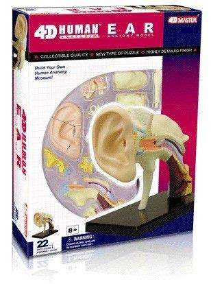 Famemaster 4D Vision Human Ear Anatomy Model Multi Colored 10 Ear