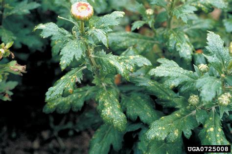 Chrysanthemum White Rust Puccinia Horiana