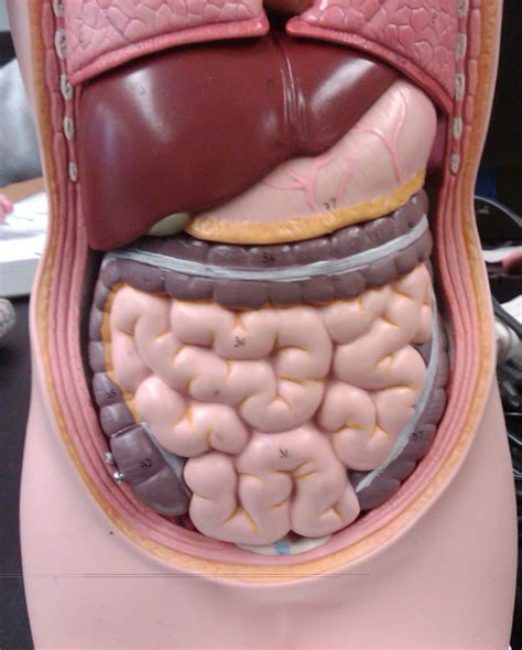 Abdomen Diagram Quizlet