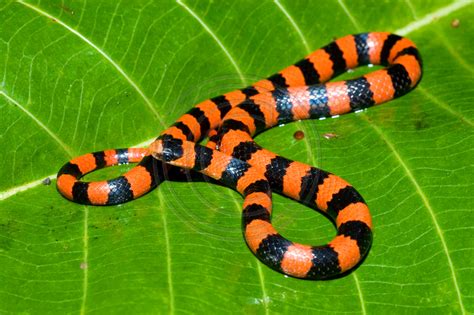 Petr Myska Photography Reptiles Of Mexico Sonora Michoacanensis