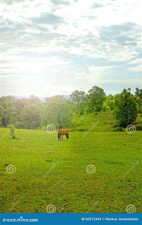 Berglandschap Met Een Paard Megalong Vallei Blauwe Bergen Stock Foto