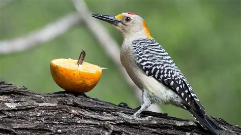 Nidos De Aves En árboles Refugio Seguro Y Vital Loros Y Guacamayos