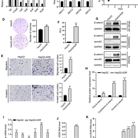 Linc Ror Induced The Activation Of Wntβ Catenin Signaling In Hcc Download Scientific Diagram