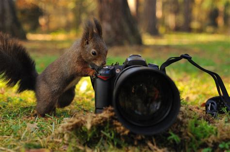 How To Attract Squirrels To a Feeder: Tips For Success - Glenlivet Wildlife