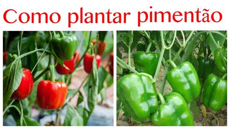 Como plantar Pimentão todas as variedades Início meio e fim YouTube