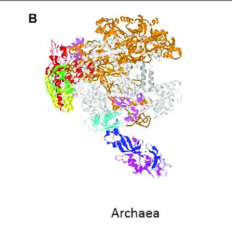 Evolution Of Rna Polymerases Structure Of Rna Polymerase From Download Scientific Diagram