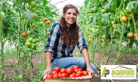 Agropinos Guía Para Cultivar Tomates En Invernaderos