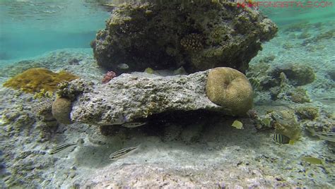 Snorkeling in Kanumera Bay, Isle of Pines | Snorkeling in New Caledonia