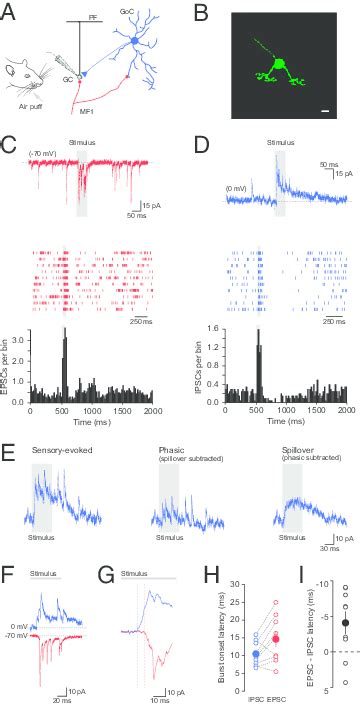 Sensory Evoked Inhibition Can Precede Mossy Fiber Excitation In