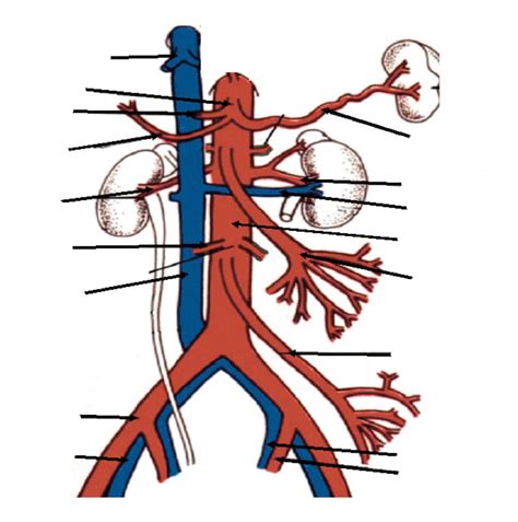 Abdominal Vasculature Diagram Quizlet