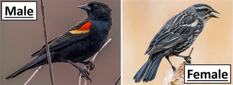 Types Of Blackbirds In Alberta Id Guide Bird Watching Hq