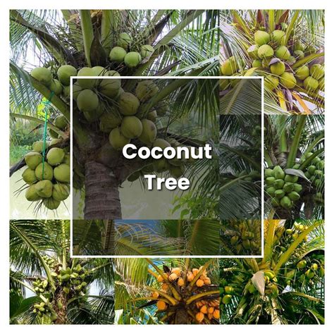 How to Grow Coconut Tree - Plant Care & Tips | NorwichGardener