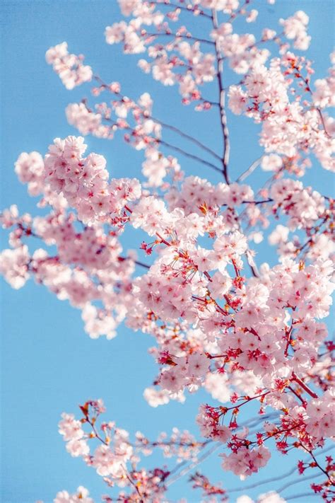 10 Amazing Cherry Blossom Photography Images