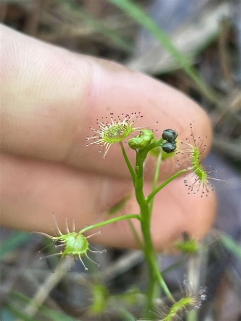 Tall Sundew From Pericoe St Frankston VIC AU On August 11 2023 At