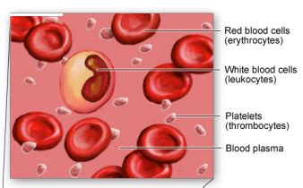 # 74 Blood cells - structure and functions | Biology Notes for IGCSE 2014