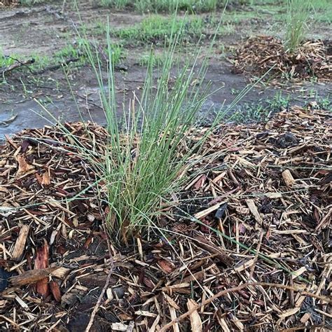 Pack Pink Muhly Muhlenbergia Capillaris Ground Cover Mass Bedding