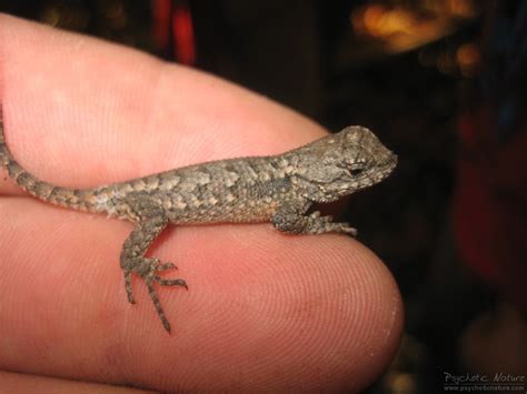 Baby Eastern Fence Lizard