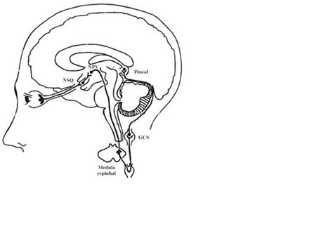 Anatomia Humana Introdu O Ao Estudo Do Sistema Nervoso