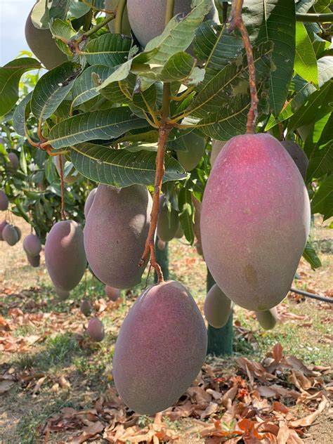 La mangue un fruit gourmand et parfumé ETIC MIAM