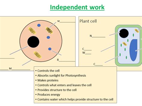 AQA GCSE Combined Science Eukaryotes And Prokaryotes Teaching Resources