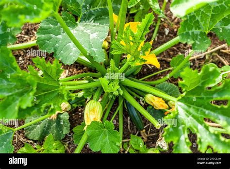 Courgette plant with flowers in the ground Stock Photo - Alamy