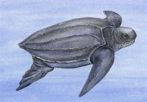 Leatherback Sea Turtle - Animals Affected by Climate Change