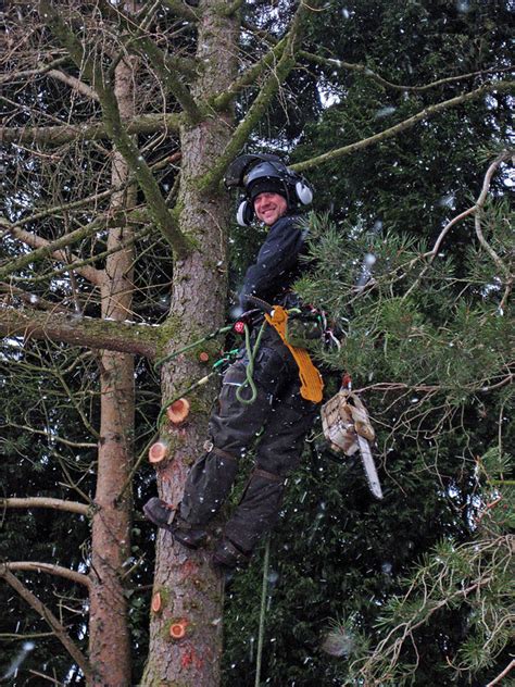 Photos Grenoside Tree Services Tree Surgeons In Sheffield