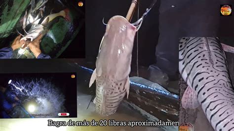 Como Pescar Peces Grandes Pesca De Bagra De Libras Bagres Cajaros