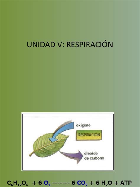 Pdf Fisiologia Vegetal Respiraci N Celular Dokumen Tips