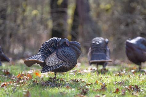 Img Dave Smith Decoys Flickr